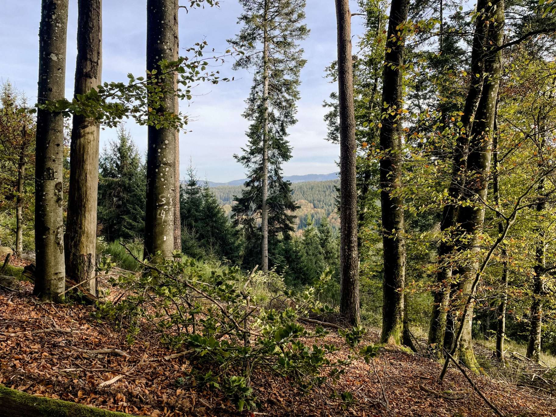 Naturnahe Bestattung im Wald